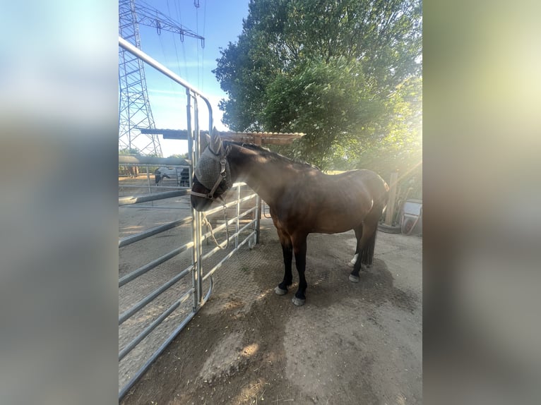 Rheinländer Castrone 17 Anni 160 cm Baio in Kaarst