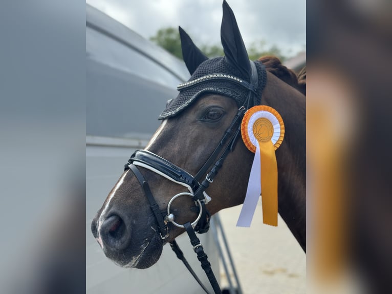 Rheinländer Castrone 17 Anni 165 cm Sauro scuro in Münster