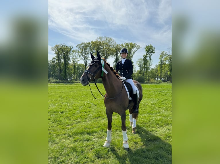 Rheinländer Castrone 17 Anni 165 cm Sauro scuro in Münster