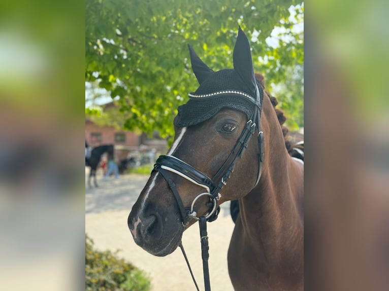 Rheinländer Castrone 17 Anni 165 cm Sauro scuro in Münster