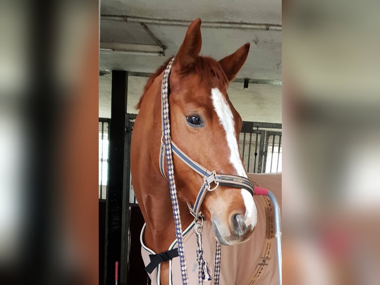 Rheinländer Castrone 17 Anni 170 cm Sauro in Vettweiß