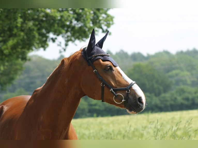 Rheinländer Castrone 17 Anni 174 cm Sauro in Leverkusen