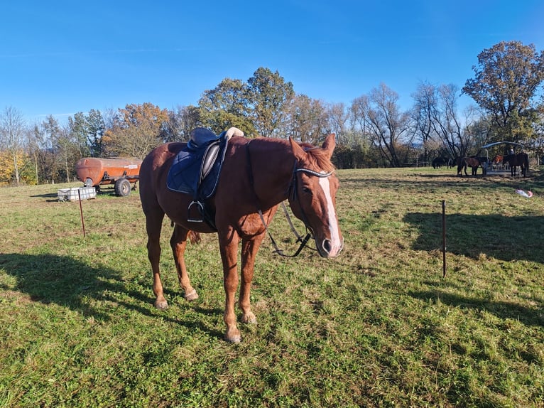 Rheinländer Castrone 17 Anni 174 cm Sauro in Bad Sachsa