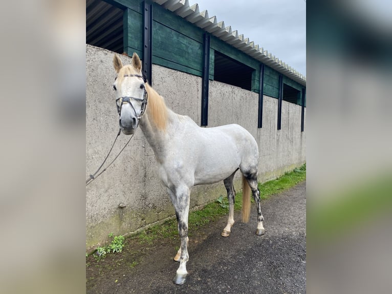 Rheinländer Castrone 17 Anni 176 cm Grigio in Eppelborn