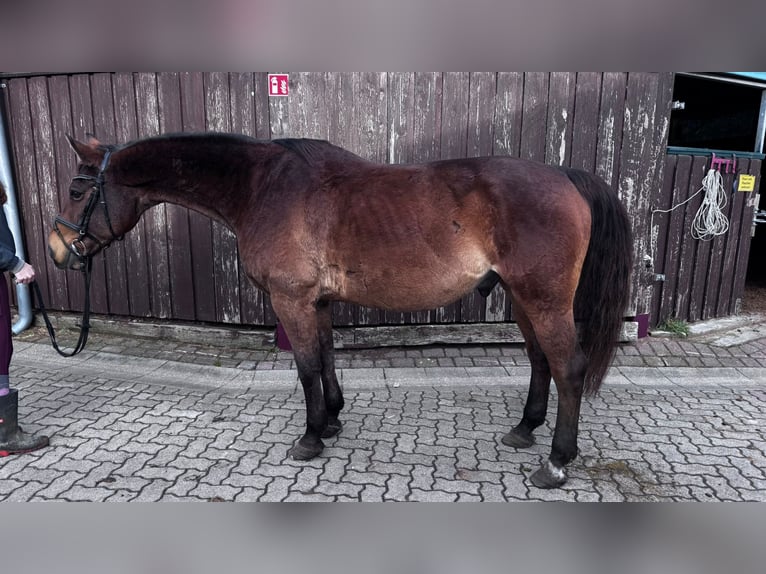 Rheinländer Castrone 18 Anni 166 cm Baio scuro in Sassen-Trantow