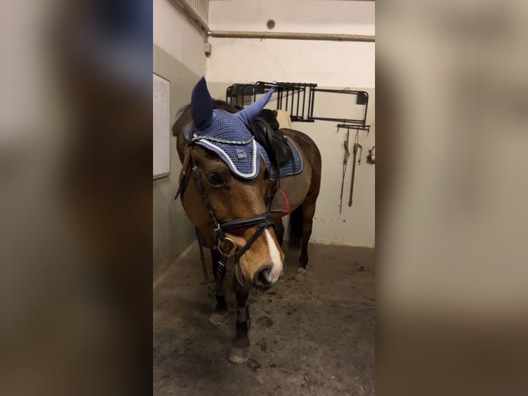 Rheinländer Castrone 18 Anni 166 cm Baio scuro in Sassen-Trantow