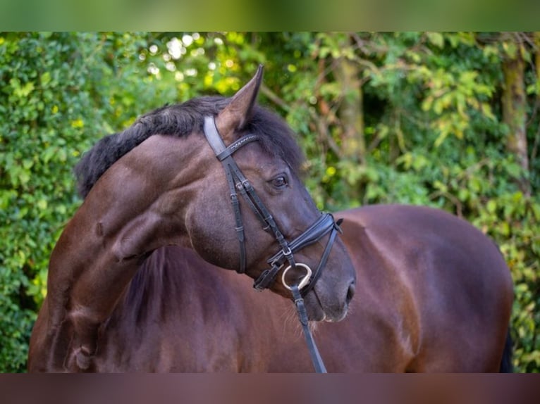 Rheinländer Castrone 18 Anni 169 cm Baio nero in Düren