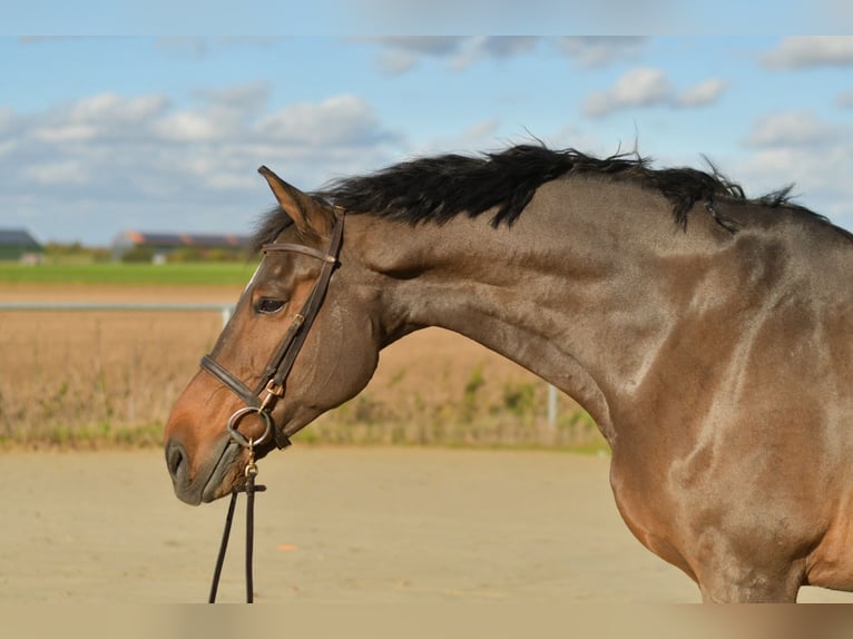 Rheinländer Castrone 18 Anni 170 cm Baio in Geilenkirchen