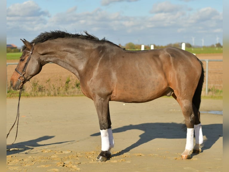 Rheinländer Castrone 18 Anni 170 cm Baio in Geilenkirchen