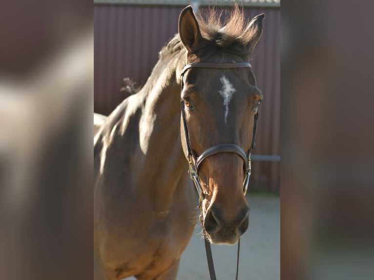 Rheinländer Castrone 18 Anni 170 cm Baio in Geilenkirchen
