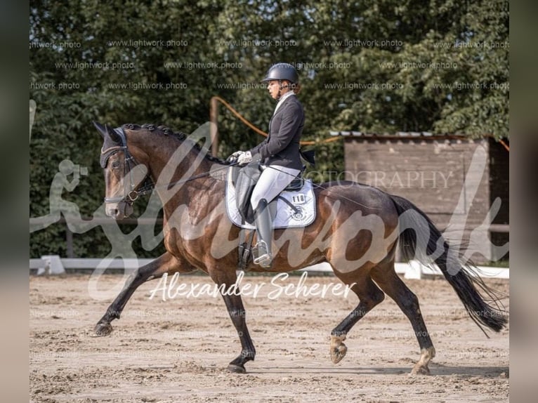 Rheinländer Castrone 19 Anni 163 cm Baio scuro in Bergisch Gladbach