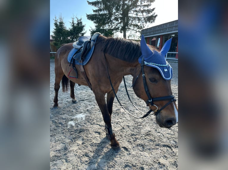 Rheinländer Castrone 19 Anni 166 cm Baio scuro in Sassen-Trantow