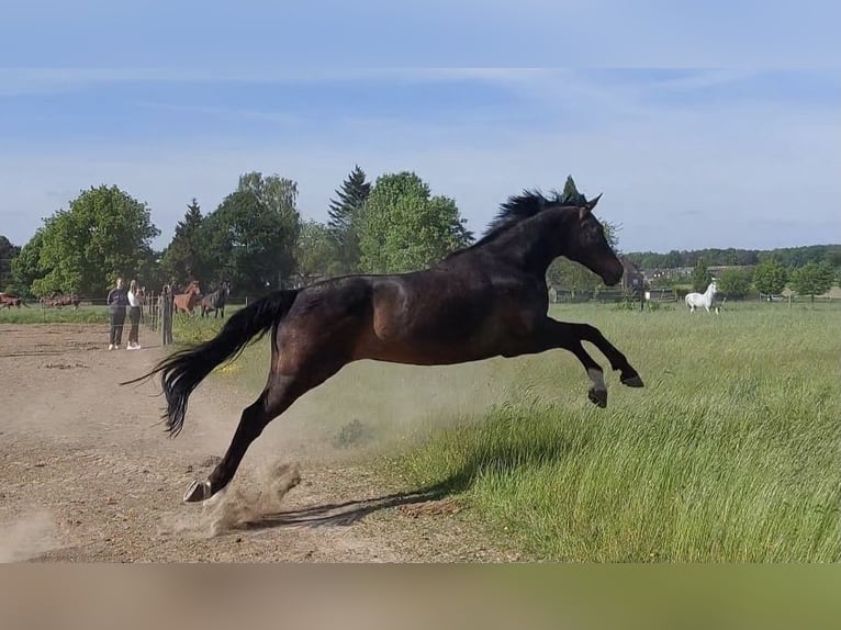 Rheinländer Castrone 19 Anni 175 cm Baio scuro in Mönchengladbach