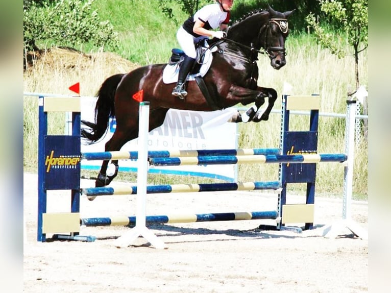 Rheinländer Castrone 20 Anni 175 cm Morello in Burgthann