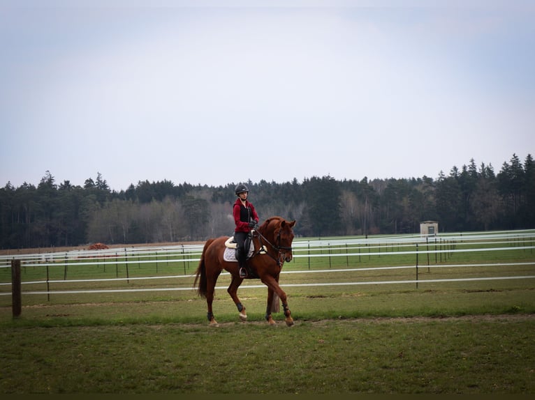 Rheinländer Castrone 20 Anni 175 cm Sauro in Töging