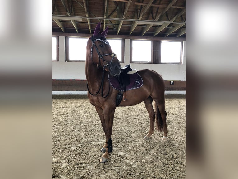Rheinländer Castrone 20 Anni 175 cm Sauro in Gräfelfing