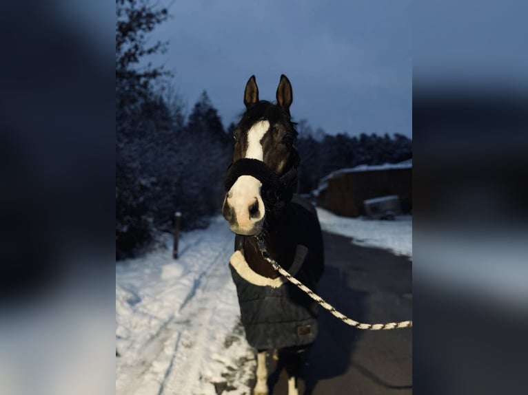 Rheinländer Castrone 21 Anni 161 cm Baio in Waldachtal