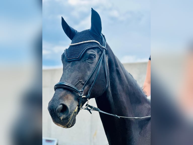 Rheinländer Castrone 21 Anni 175 cm Morello in Burgthann