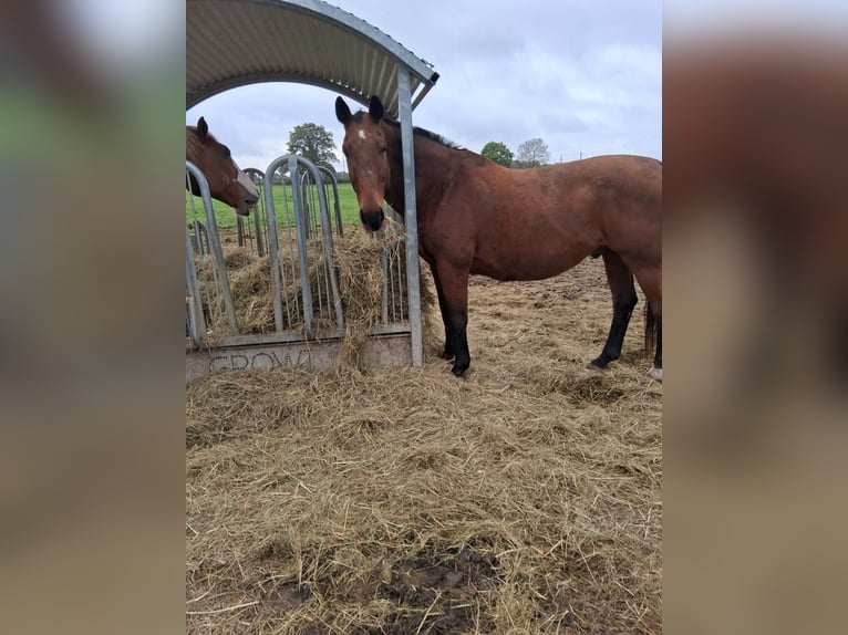 Rheinländer Castrone 23 Anni 171 cm Baio in Krefeld
