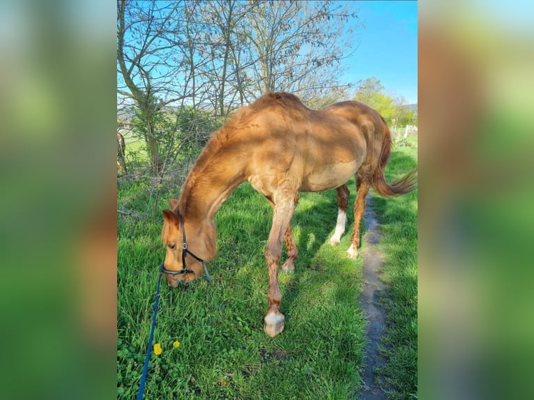Rheinländer Castrone 26 Anni 165 cm Sauro in Neustadt an der Weinstraße