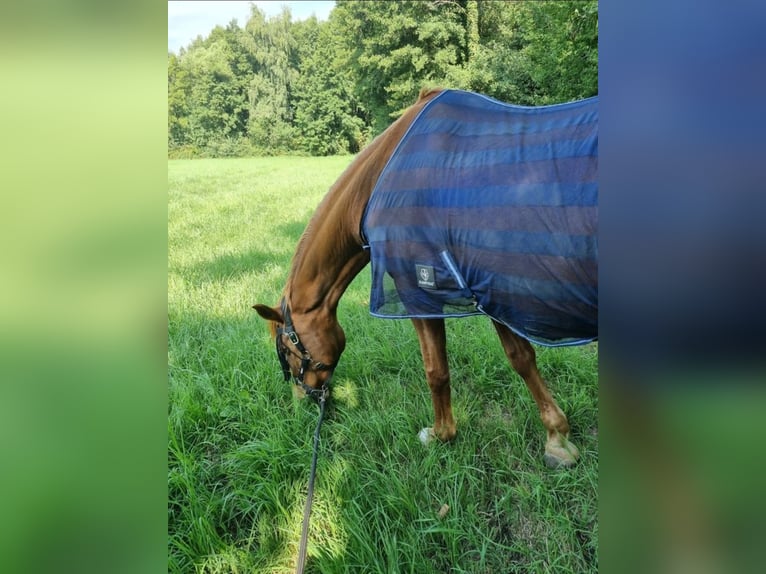 Rheinländer Castrone 26 Anni 165 cm Sauro in Neustadt an der Weinstraße