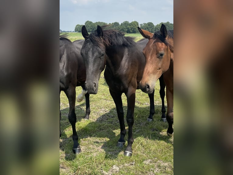 Rheinländer Castrone 2 Anni Morello in Krummhörn Rysum