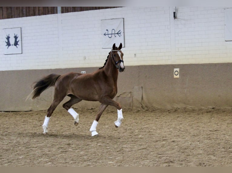 Rheinländer Castrone 3 Anni 163 cm Sauro in Wesel
