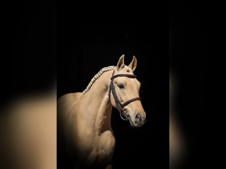 Rheinländer Castrone 4 Anni 134 cm Palomino in Lastrup