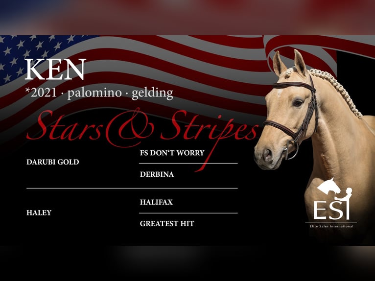 Rheinländer Castrone 4 Anni 134 cm Palomino in Lastrup