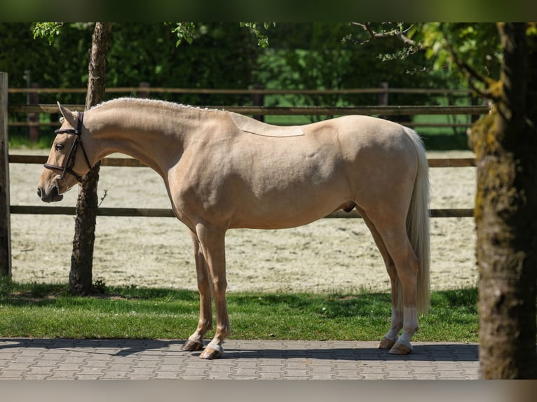 Rheinländer Castrone 4 Anni 134 cm Palomino in Lastrup