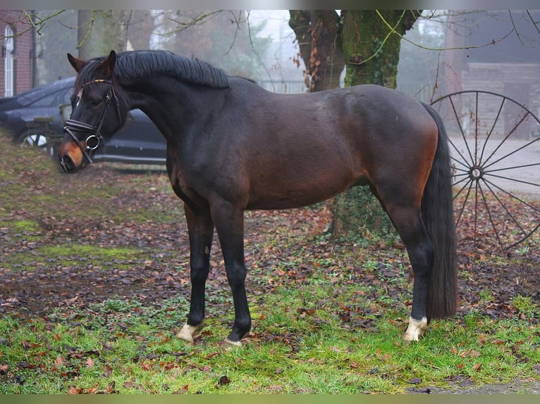 Rheinländer Castrone 4 Anni 164 cm Baio in Wesel