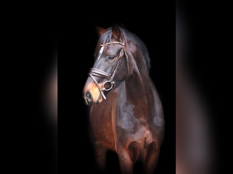 Rheinländer Castrone 4 Anni 164 cm Baio in Wesel