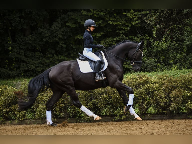 Rheinländer Castrone 4 Anni 164 cm Morello in Riedstadt