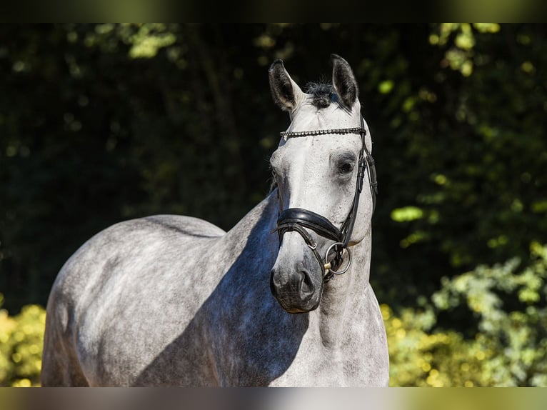 Rheinländer Castrone 4 Anni 165 cm Grigio in Riedstadt