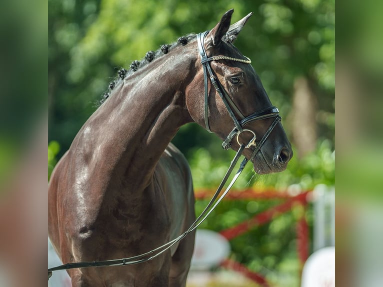 Rheinländer Castrone 4 Anni 166 cm Baio nero in Münster