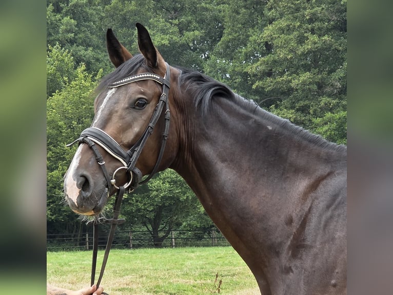Rheinländer Castrone 4 Anni 167 cm Baio nero in Wachtendonk