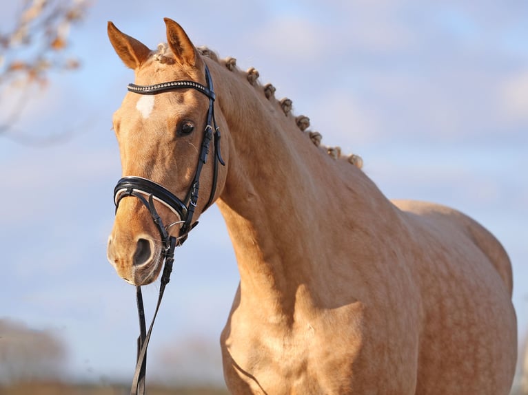 Rheinländer Castrone 4 Anni 167 cm Palomino in Loewenberger Land, 30 min von Berlin