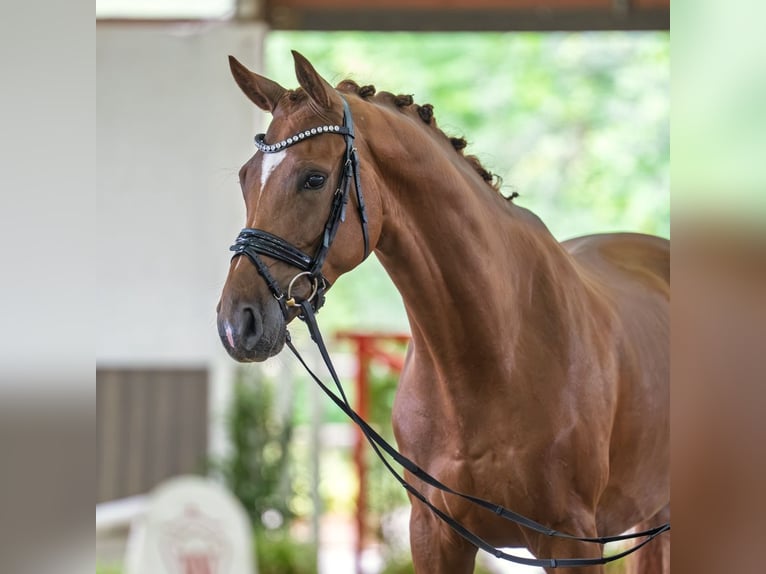 Rheinländer Castrone 4 Anni 167 cm Sauro in Mnster-Handorf