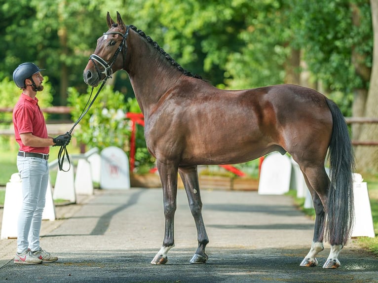 Rheinländer Castrone 4 Anni 168 cm Baio scuro in Münster