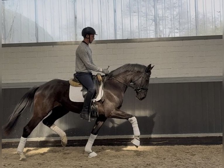 Rheinländer Castrone 4 Anni 168 cm Morello in Viersen