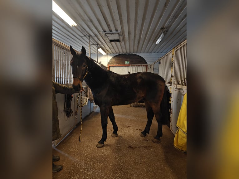 Rheinländer Mix Castrone 4 Anni 170 cm Baio in Kylm&#xE4;l&#xE4;