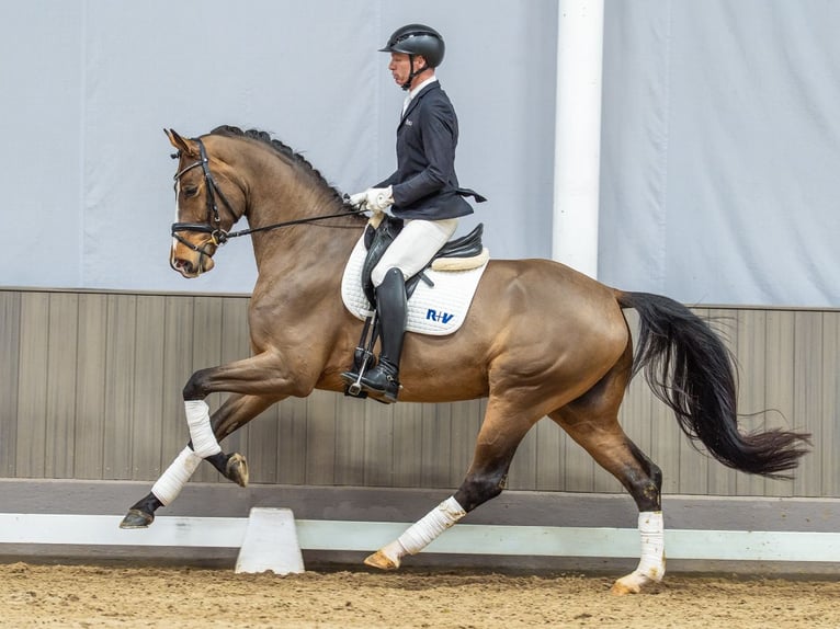 Rheinländer Castrone 4 Anni 175 cm Baio in Münster-Handorf