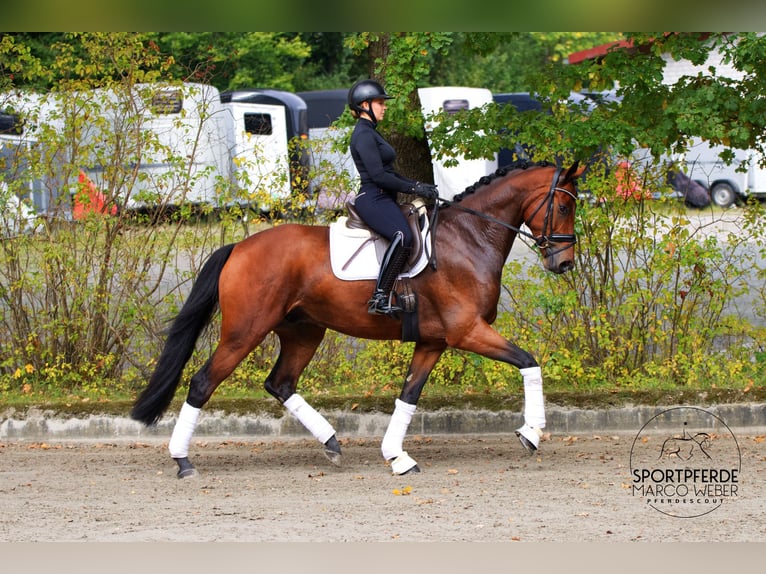 Rheinländer Castrone 4 Anni 177 cm Baio in Wallenhorst