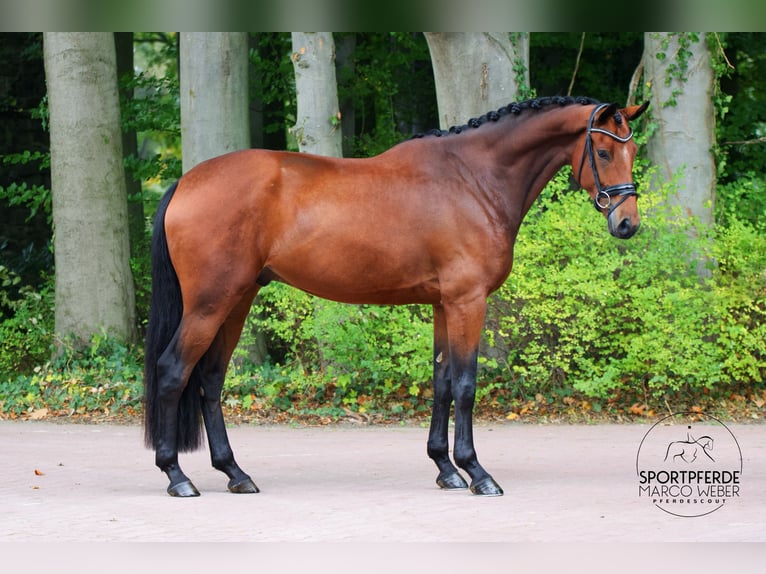 Rheinländer Castrone 4 Anni 177 cm Baio in Wallenhorst