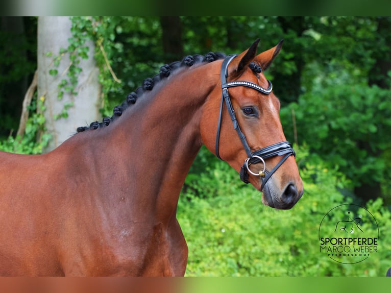 Rheinländer Castrone 4 Anni 177 cm Baio in Wallenhorst