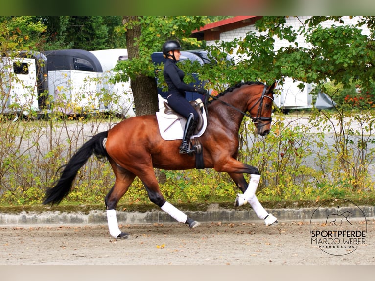 Rheinländer Castrone 4 Anni 177 cm Baio in Wallenhorst