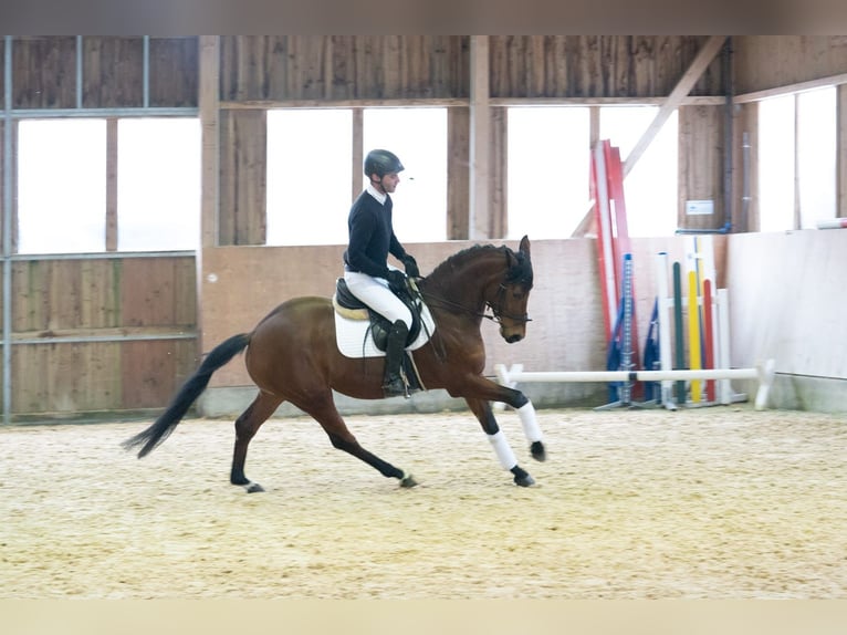 Rheinländer Castrone 5 Anni 160 cm Baio in Duggendorf