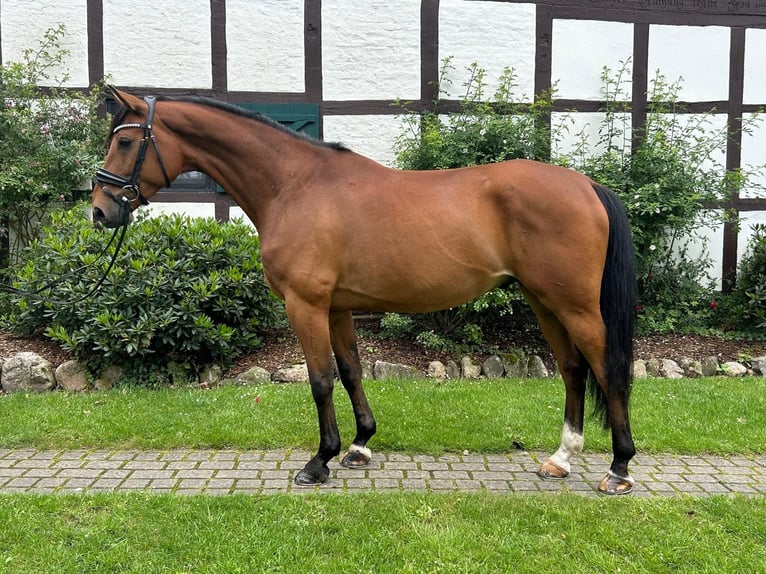 Rheinländer Castrone 5 Anni 165 cm Baio in Lüneburg