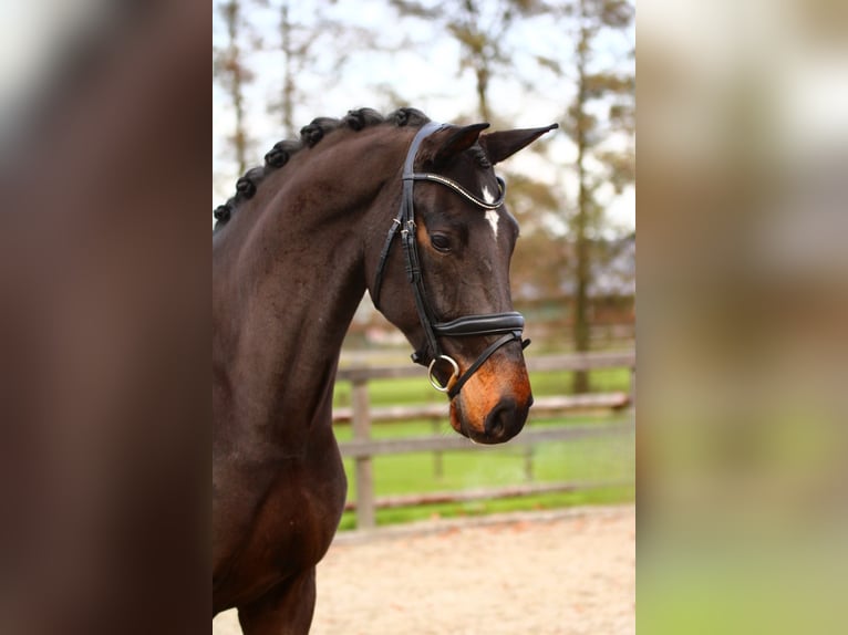 Rheinländer Castrone 5 Anni 165 cm Baio scuro in Xanten