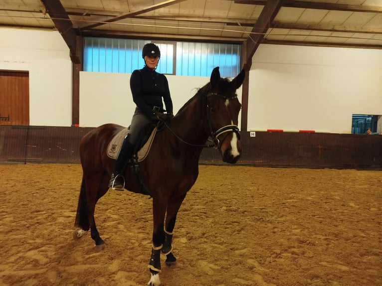 Rheinländer Castrone 5 Anni 166 cm Baio in Troisdorf